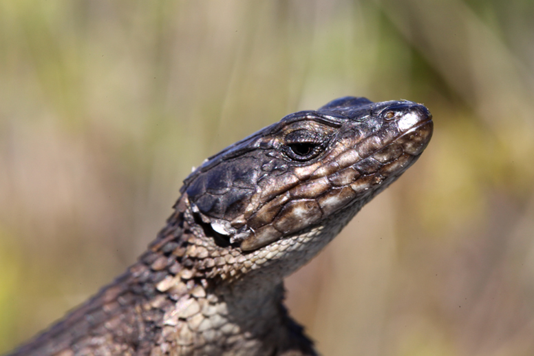 girdled lizard